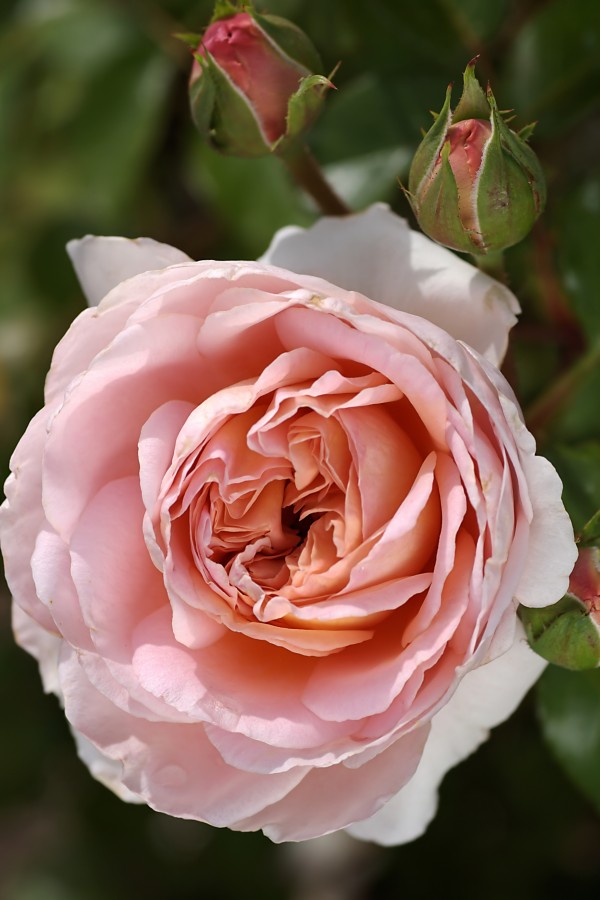 Rose And My Buds by Joy Watson